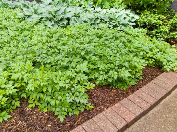 Cost of Brick Hardscaping in Wheaton